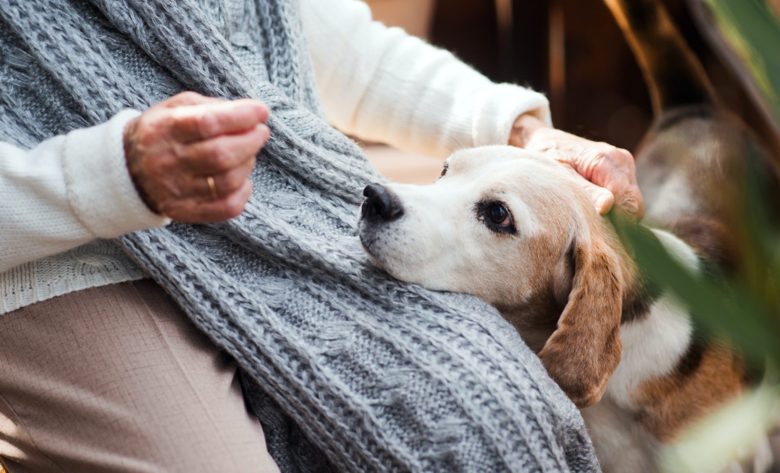 Senior spending time with a companion dog
